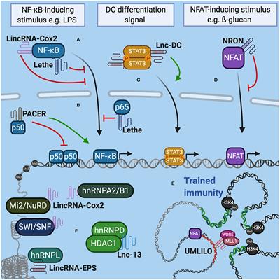 Long Non-coding RNAs in the Regulation of the Immune Response and Trained Immunity